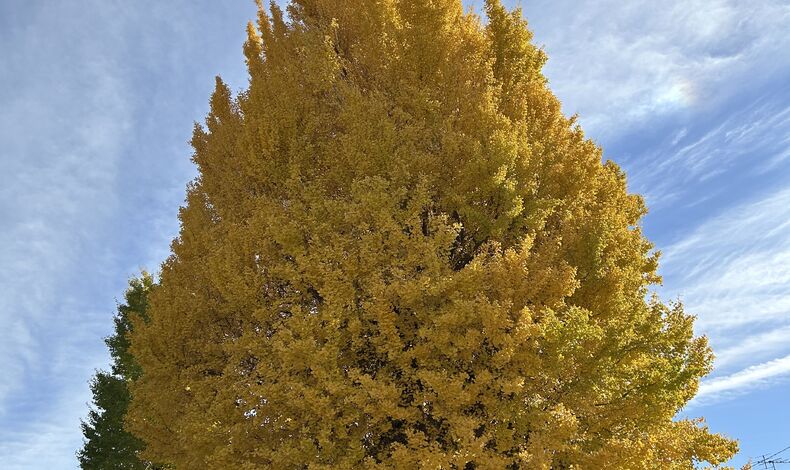 画像14848：What to Eat in Kyoto in November｜Seasonal Flavors of Autumn and Early Winter｜Masumasu Masuda in Nishijin, Imadegawa